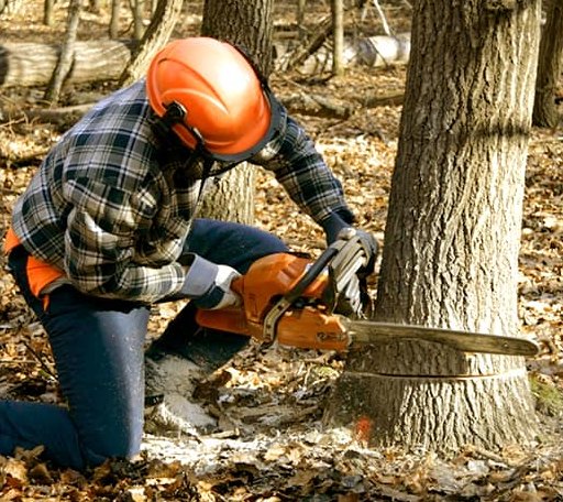 Tree Removal in Berthoud, CO